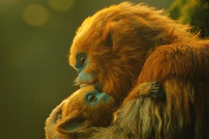 ふしぎな生き物・オチの生態に迫る、A24初の本格ファンタジー『OCHI！-オチ-』ネイチャードキュメンタリー風特別映像 画像