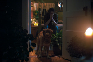 “何か”が見える…犬のインディ、飼い主を守るため奮闘　全編犬視点のホラー映画『GOOD BOY／グッド・ボーイ』特報＆本ポスター 画像