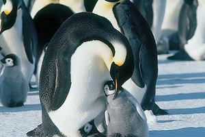 2005年、夏のおすすめはこの映画！ vol.1　思わずほろり。生物学者の愛を感じるネイチャー系ドキュメンタリー 画像