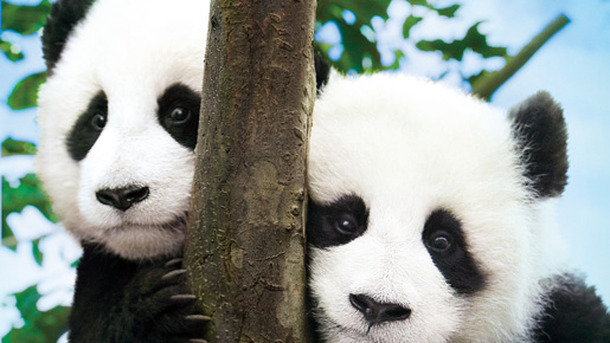 パンダフルライフ