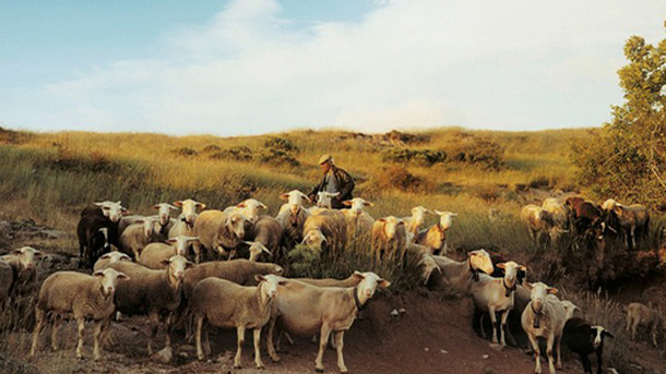 モダン・ライフ