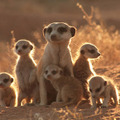 元気になれる動物映画vol.2　家族愛と勇気に涙！　カラハリ砂漠の小さな勇者・画像