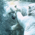 元気になれる動物映画vol.1　絶対行きたい！　逆境に打ち勝った日本最北の動物園・画像