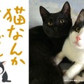 風間俊介主演『猫なんかよんでもこない。』公開に向け、”猫映画祭”プロジェクトが始動・画像