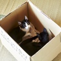 “猫×箱”は最高の相性！『猫なんかよんでもこない。』萌えオフショット到着・画像
