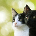 中川翔子「猫は大切な家族であり親友」…『猫よん』に愛あふれるコメント続々到着・画像