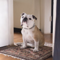“愛すべき”俳優犬・ネリー、ブチャかわ独占写真＆映像公開！『パターソン』・画像