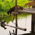 ミャンマー、湖上で暮らすネコ家族に試練が…『劇場版 岩合光昭の世界ネコ歩き』本編映像・画像