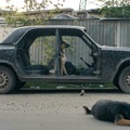 “宇宙飛行犬”の理不尽さを地上の犬たちから問うドキュメンタリー『犬は歌わない』日本公開・画像