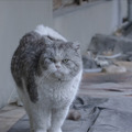個性豊かな猫たち捉える『猫たちのアパートメント』場面写真 公開日は12月23日に・画像
