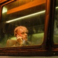 コルソン・ベイカー×ケヴィン・ベーコンが父子役で共演『ワイルド・ロード』12月公開決定・画像