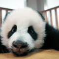 上野動物園のパンダはどこへ…中国ドキュメンタリー『パンダのすごい世界』予告編・画像