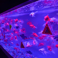 金魚が映す“夏の涼”　「アートアクアリウム2013」開催・画像