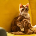 オーディションで選ばれた猫・エヨンのキュートな姿捉える『世界で最後の愛しい娘！』場面写真＆メイキング写真・画像
